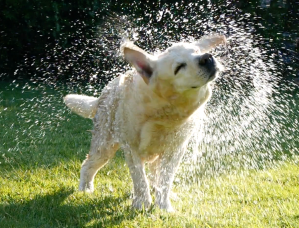 dog shaking water off